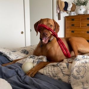 Meet your Posher, Bertie